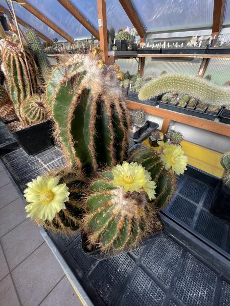 Notocactus warasi hellbraun